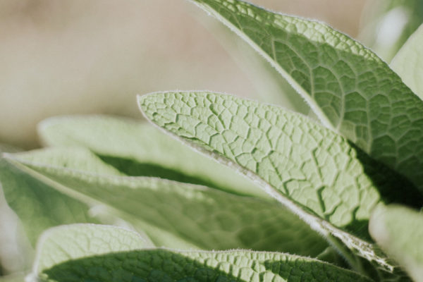 Garden Sage Extract (Salvia officinalis) - Image 3