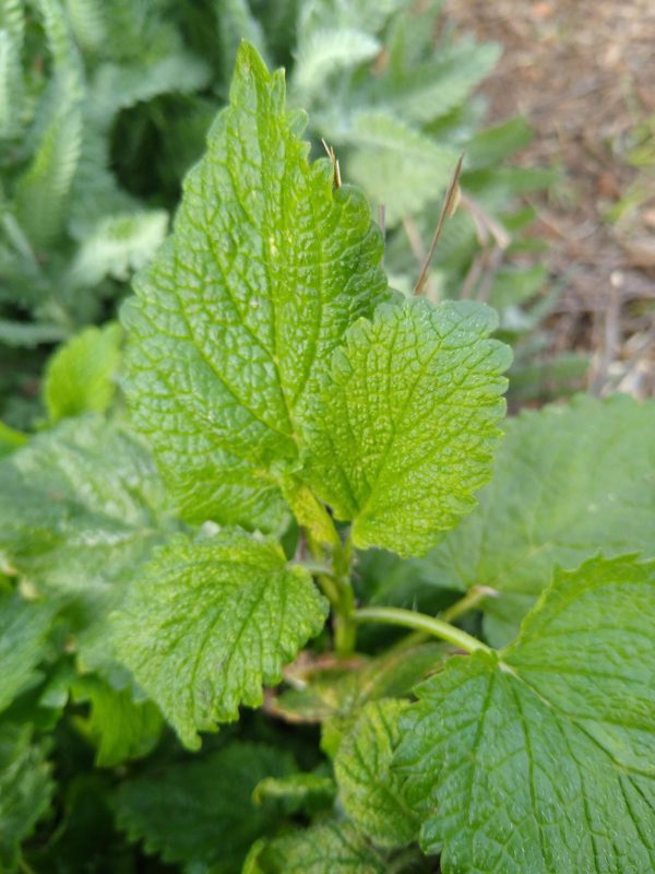 Lemon Balm