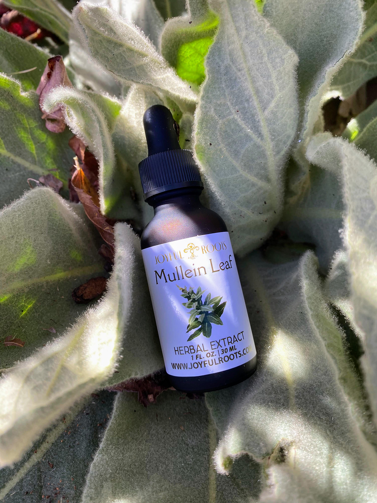 Mullein Leaf Extract (Verbascum Thapsus) | Joyful Roots - Botanical ...